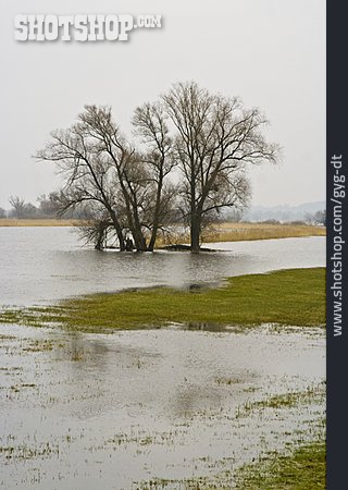 
                Hochwasser, überschwemmt, Nationalpark Unteres Odertal                   