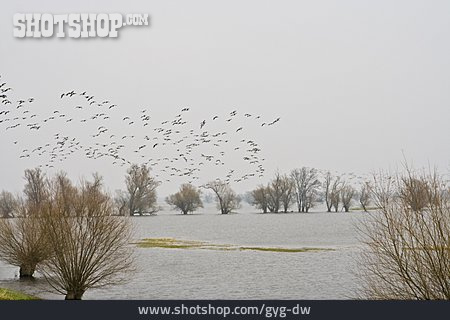 
                Vogelschwarm, Hochwasser, Nationalpark Unteres Odertal                   