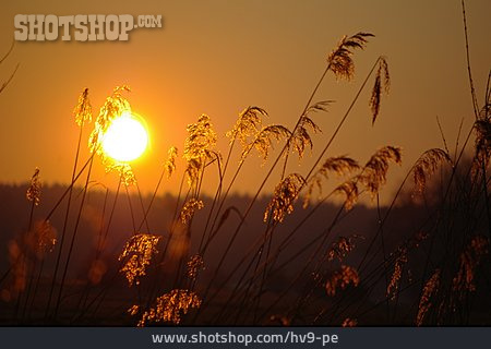 
                Sonnenuntergang, Gräser                   