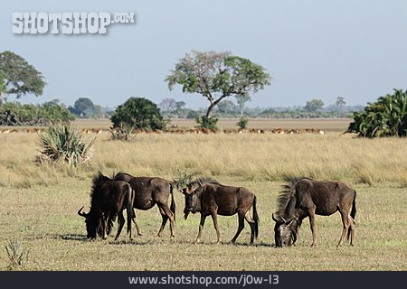 
                Streifengnu, Antilope                   