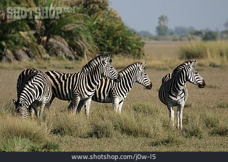 
                Zebra, Steppenzebra, Zebraherde                   
