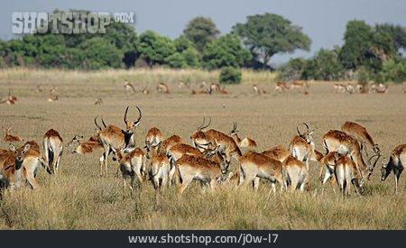
                Antilope, Roter Lechwe                   