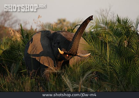 
                Elefant, Brüllen, Afrikanischer Elefant                   