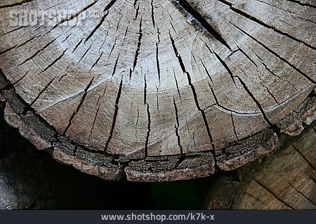 
                Holz, Rissig, Baumscheibe                   
