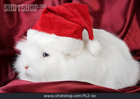 
                Weihnachtsmütze, Kaninchen                   