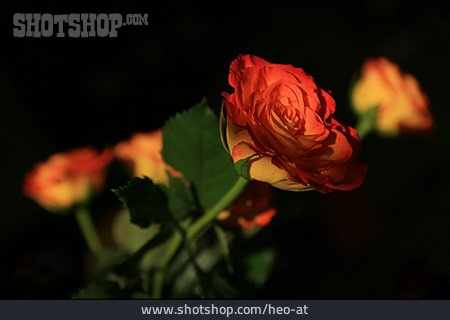 
                Rose, Rosenstrauß                   