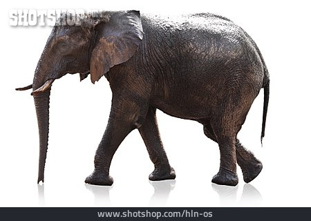 
                Freisteller, Elefant                   