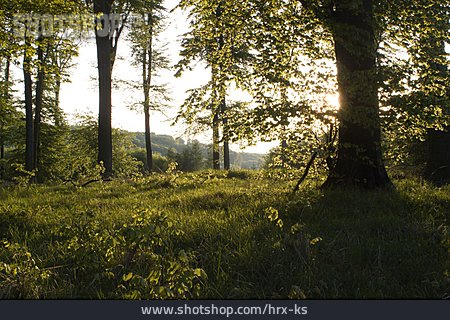 
                Landschaft, Natur, Sonnenlicht, Wald                   