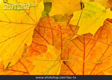 
                Laub, Herbstfarben, Ahornlaub                   
