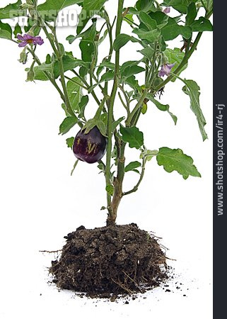 
                Aubergine, Auberginenpflanze                   