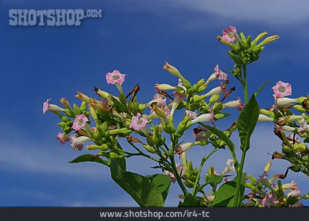 
                Tabakpflanze, Tabakblüte                   