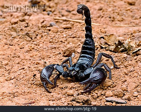 
                Skorpion, Drohhaltung                   