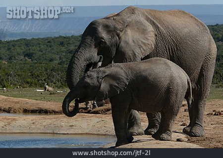 
                Tierjunges, Elefant, Muttertier                   