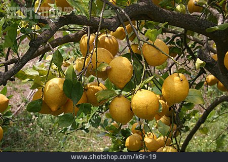 
                Zitronenbaum, Zitrone                   