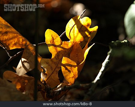 
                Herbstlich, Waldboden, Eichenblatt                   