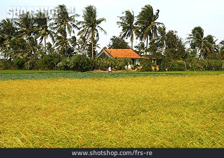 
                Vietnam, Reisanbau                   