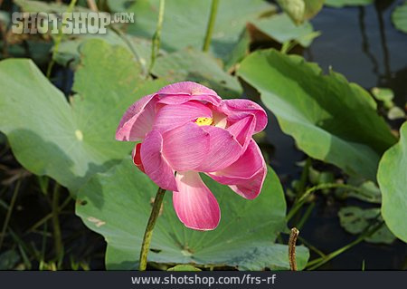 
                Lotus, Lotusblüte                   