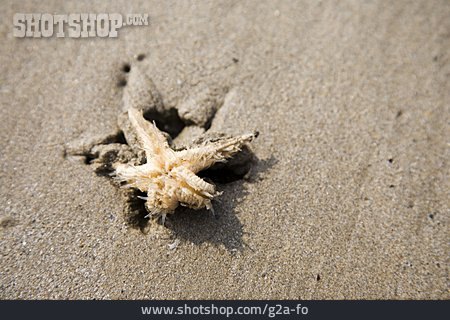 
                Strand, Sand, Seestern                   