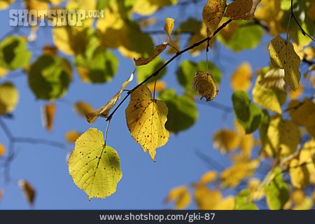 
                Herbstlaub, Herbstfarben, Lindenblatt                   