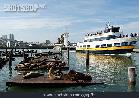 
                Sea Lions, Pier 39, Sea Lion Colony                   