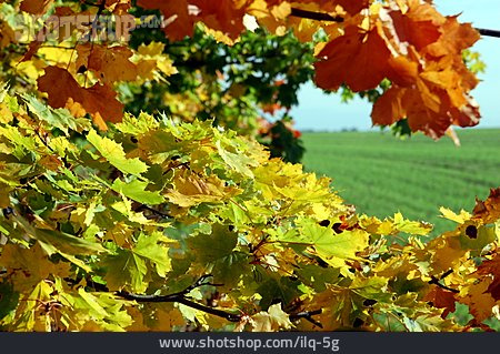 
                Herbst, Herbstfarben, Ahornlaub                   