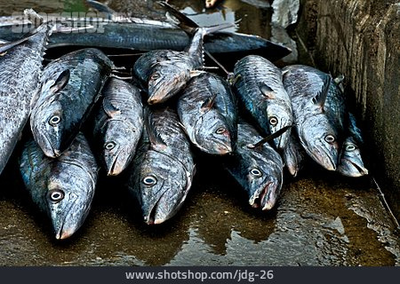 
                Fischfang, Barrakuda                   