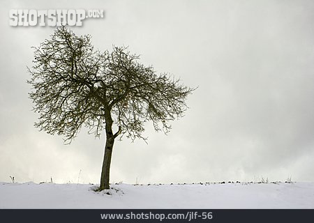 
                Tree, Winter Landscape                   