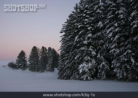 
                Winter, Winterlandschaft, Tannenwald                   