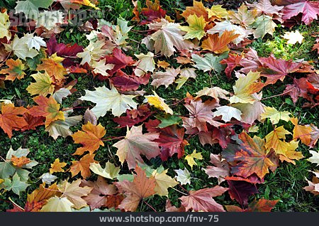 
                Laub, Herbstfarben, Ahornlaub                   