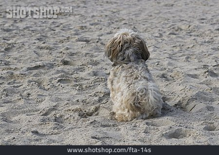 
                Sand, Hund                   