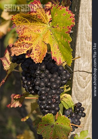 
                Weintraube, Weinblatt, Weinrebe                   