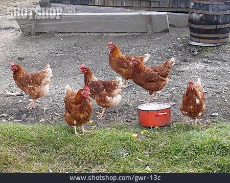 
                Huhn, Freilandhaltung, Hühnerzucht                   