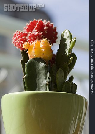 
                Kaktus, Blumentopf                   