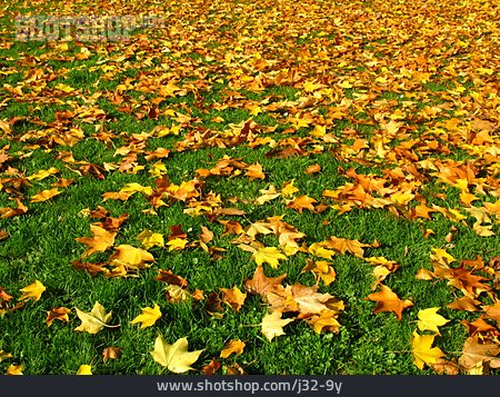 
                Herbstlaub, Ahornblatt, Ahorn                   