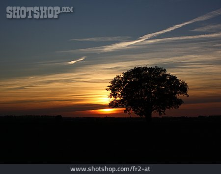 
                Sonnenuntergang, Baum                   