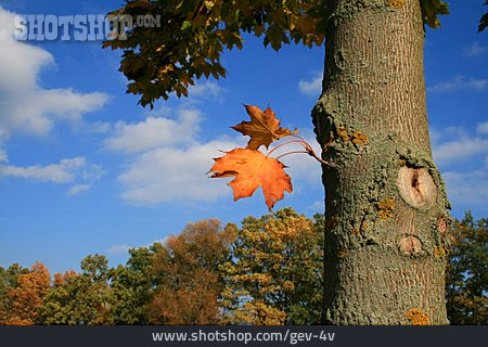 
                Baum, Herbstlich                   