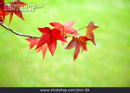 
                Herbst, Ahorn, Fächer-ahorn                   