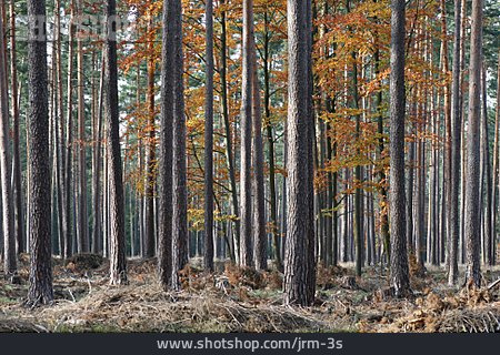 
                Herbst, Kiefer, Kiefernwald                   