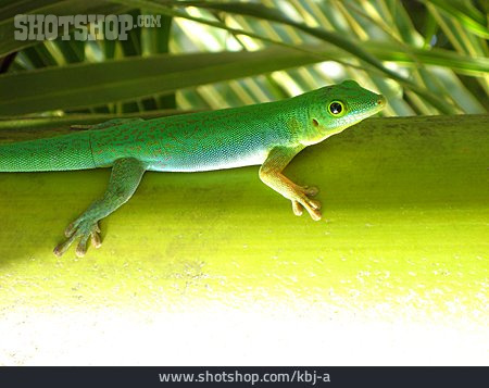 
                Grün, Gecko, Taggecko                   