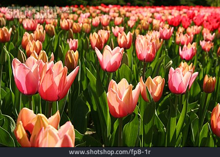 
                Blüte, Tulpe, Tulpenfeld, Blumenbeet                   