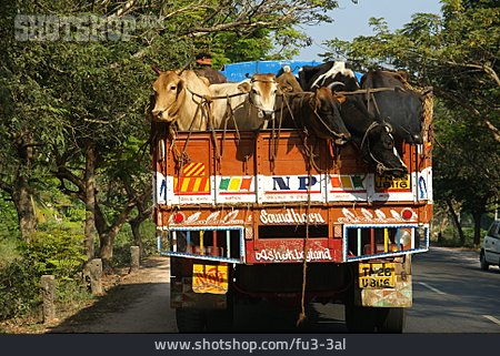 
                Lkw, Indien, Tiertransport                   