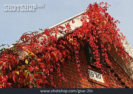 
                Herbst, Wilder Wein, Giebel                   