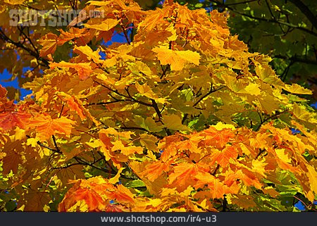
                Herbstlaub, Ahorn, Herbstfärbung                   