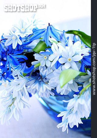 
                Blüte, Blumenstrauß, Blaustern                   