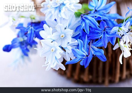 
                Blüte, Blaustern, Blumendekoration                   