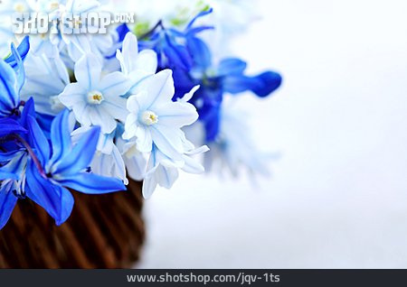 
                Blumenstrauß, Blaustern, Blumendekoration                   