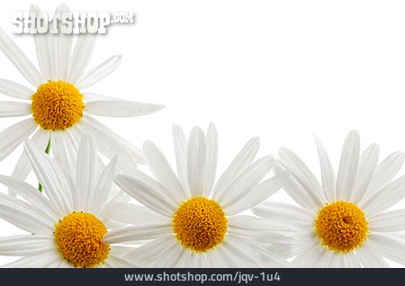 
                Blüte, Margerite, Margeritenblüte                   