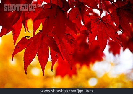 
                Herbst, Japanischer Ahorn                   
