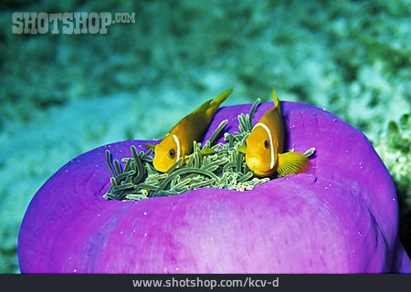 
                Unterwasser, Seeanemone, Anemonenfisch                   