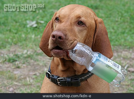 
                Hund, Wasserflasche, Magyar Vizsla                   